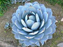 Load image into Gallery viewer, Agave parryi var. truncata &#39;Huntington&#39; 20 Pcs Seeds South Africa