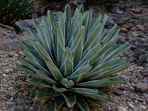 Agave nickelsiae 10 Pcs Seeds South Africa