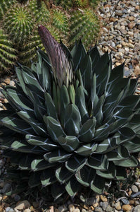 Agave nickelsiae 10 Pcs Seeds South Africa
