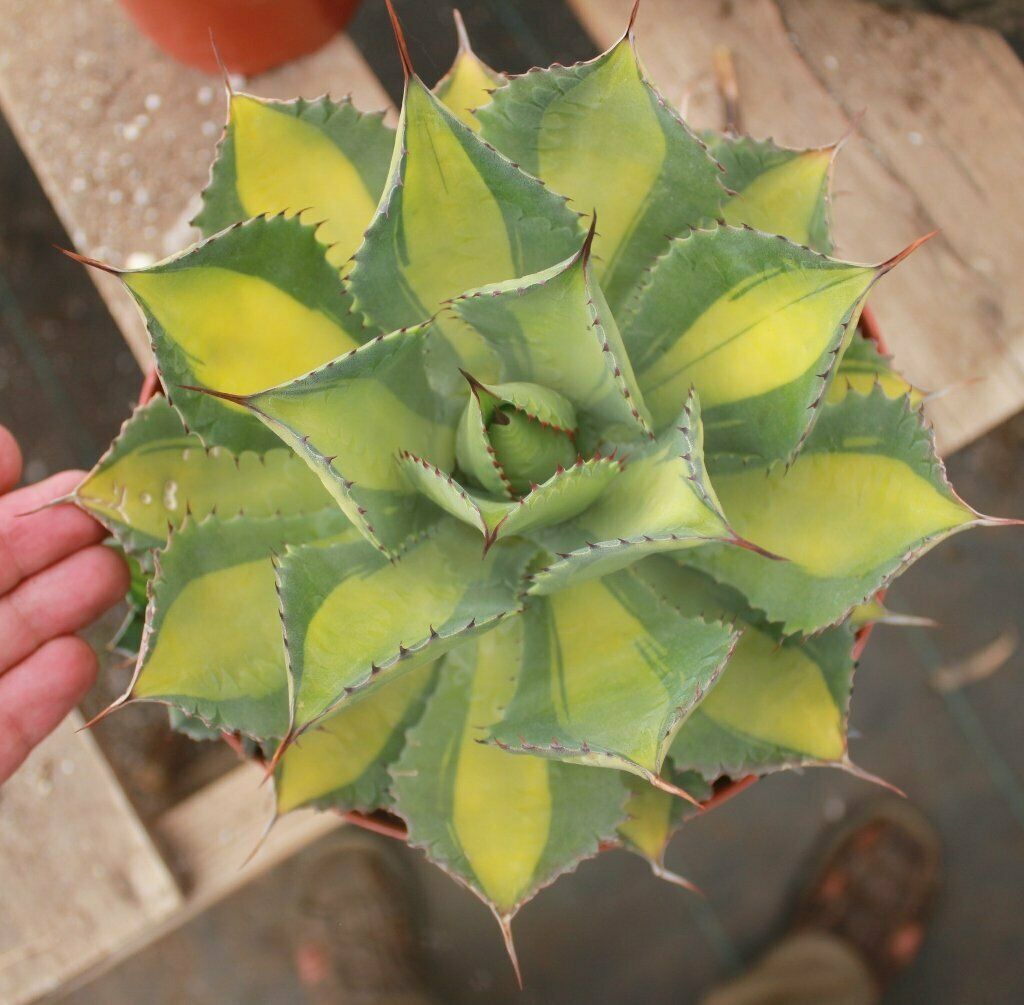 AGAVE ISTHMENSIS 'RUM RUNNER' 10 Pcs Seeds South Africa