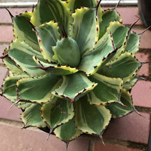 Load image into Gallery viewer, Agave &#39;Desert Diamond&#39; 8 Pcs Seeds South Africa