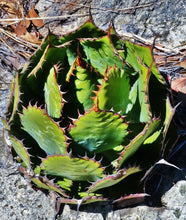 Load image into Gallery viewer, Agave bovicornuta (Cow Horn Agave) 10 Pcs Seeds South Africa
