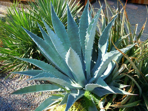 Agave americana 10 Seeds South Africa