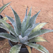Load image into Gallery viewer, Agave americana 10 Seeds South Africa