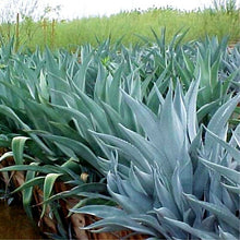 Load image into Gallery viewer, Weberi Agave 10 Pcs Seeds