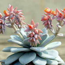 Load image into Gallery viewer, Germany ECHEVERIA 20 Pcs Seeds