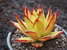 Load image into Gallery viewer, Echeveria agavoides var. multifida 10 Pcs Seeds