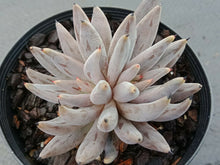 Load image into Gallery viewer, ECHEVERIA UNGUICULATA 10 Pcs Seeds