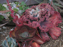 Load image into Gallery viewer, ECHEVERIA &#39;GORGON&#39;S GROTTO&#39; 10 Pcs Seeds