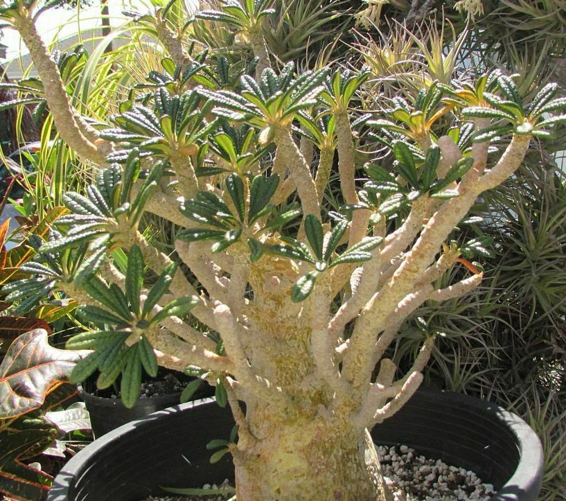 Dorstenia gigas (5 Seeds)  Caudex Socotra