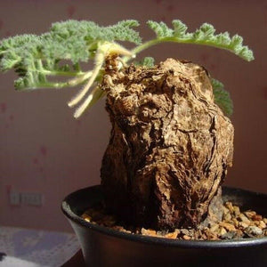 Pelargonium Triste 3 Seeds Caudex
