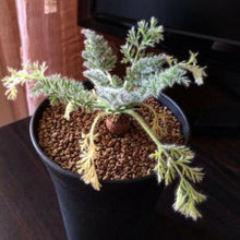 Indlæs billede til gallerivisning Pelargonium Triste 3 Seeds Caudex
