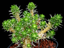 Indlæs billede til gallerivisning Maihuenia poeppigii 3 Pcs Seeds Cacti