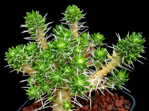 Maihuenia poeppigii 3 Pcs Seeds Cacti