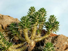 Indlæs billede til gallerivisning Maihuenia poeppigii 3 Pcs Seeds Cacti