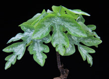 将图片加载到图库查看器，Adenia metamorpha 5 Pcs Seeds アデニア  Madagascar