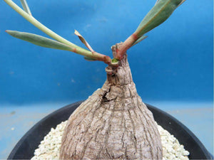 Euphorbia trichadenia 5 Seeds Caudex