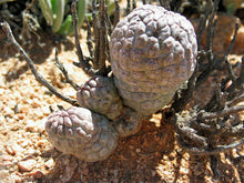 Indlæs billede til gallerivisning Larryleachia perlata 5 Pcs Seeds Cacti