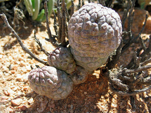 Larryleachia perlata 5 Pcs Seeds Cacti