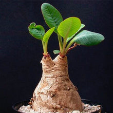 Indlæs billede til gallerivisning Euphorbia primulifolia 3 Seeds Caudex