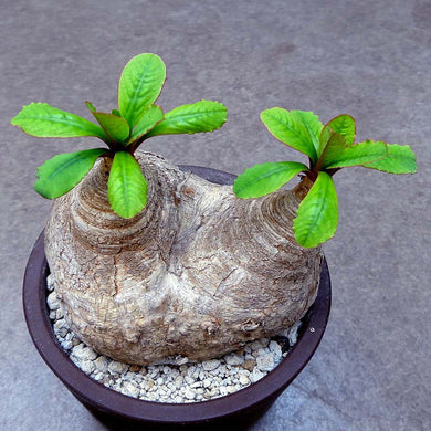 Euphorbia primulifolia 3 Seeds Caudex