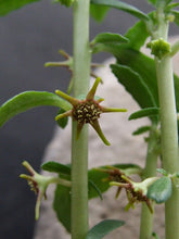 将图片加载到图库查看器，Dorstenia hildebrandtii 7 Seeds Caudex Tanzania