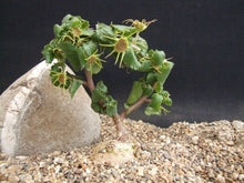 将图片加载到图库查看器，Dorstenia hildebrandtii 7 Seeds Caudex Tanzania