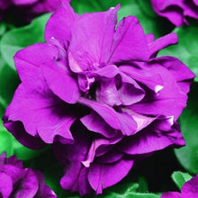 Indlæs billede til gallerivisning Purple Hybrid Petunia 100 Pcs Flowers Seeds