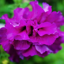 将图片加载到图库查看器，Purple Hybrid Petunia 100 Pcs Flowers Seeds