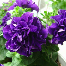Indlæs billede til gallerivisning Purple Hybrid Petunia 100 Pcs Flowers Seeds