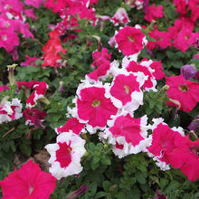 Load image into Gallery viewer, Red White Mix Petunia 100 Pcs Flowers Seeds