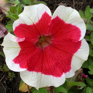 Red White Mix Petunia 100 Pcs Flowers Seeds
