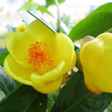 Load image into Gallery viewer, Bright Yellow Camellia 20 Pcs Flowers Seeds