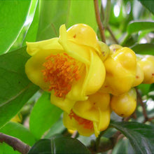 Indlæs billede til gallerivisning Bright Yellow Camellia 20 Pcs Flowers Seeds
