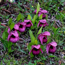Indlæs billede til gallerivisning Paphiopedilum Slipper Orchid 50 Pcs Flowers Seeds