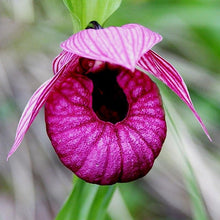 Load image into Gallery viewer, Paphiopedilum Slipper Orchid 50 Pcs Flowers Seeds