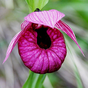 Paphiopedilum Slipper Orchid 50 Pcs Flowers Seeds