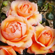 将图片加载到图库查看器，Rose &#39;Lady Marmalade&#39;  160 Pcs Flowers Seeds