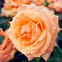 将图片加载到图库查看器，Rose &#39;Lady Marmalade&#39;  160 Pcs Flowers Seeds