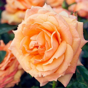 Rose 'Lady Marmalade'  160 Pcs Flowers Seeds