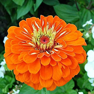 Zinnia Orange King 60 Pcs  Flowers Seeds
