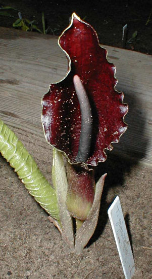 Sauromatum giganteum 10 seeds Tanzania