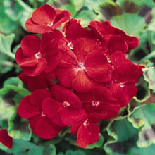 Load image into Gallery viewer, Geranium Ringo Deep Scarlet 5 Pcs Flowers Seeds