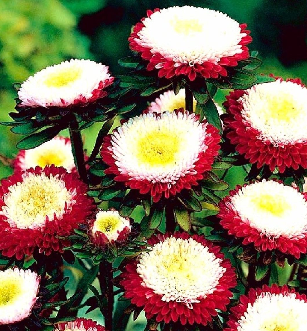 Asters Pompom ( Red - White ) 70 Pcs Flowers Seeds