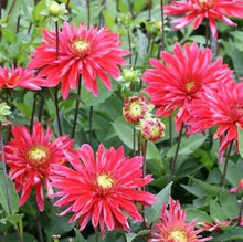 Load image into Gallery viewer, Dahlia Selina 60 Pcs Flowers Seeds
