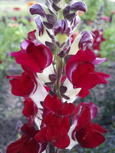 Snapdragon 50 Pcs Flowers Seeds - Night and Day