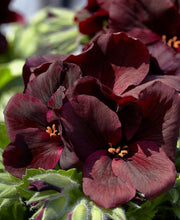 Load image into Gallery viewer, Black Velvet Geranium 5 Pcs Flowers Seeds