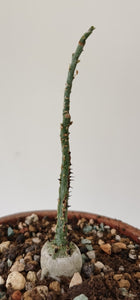 Adenia aculeata (5 Seeds) Caudex アデニア Tanzania