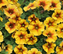 Load image into Gallery viewer, Petunia Caramel 100 Pcs Flowers Seeds