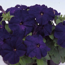 Load image into Gallery viewer, Petunia Mambo Blue 100 Pcs Seeds